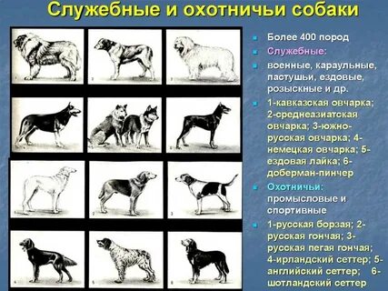 Служебные породы собак