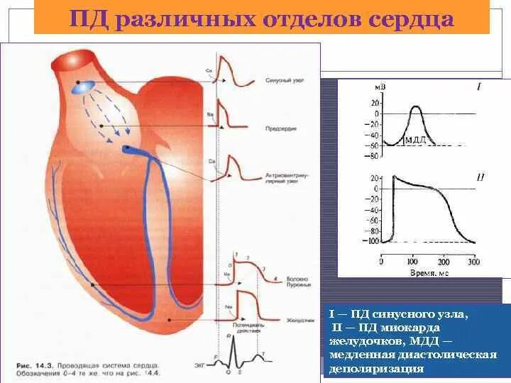 Нарушение реполяризации отделов. Деполяризация миокарда. Деполяризация сердца. Деполяризация желудочков сердца что это. Деполяризация и реполяризация сердца.