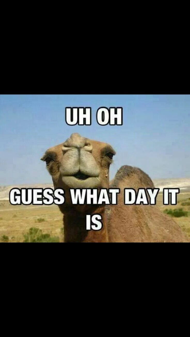 Read and guess what it is. Hump day. happy hump day. guess what meme. лама happy hump day.