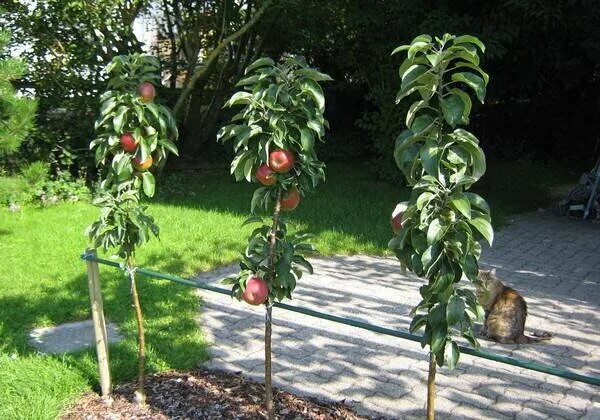 Какие фруктовые деревья посадить на участке