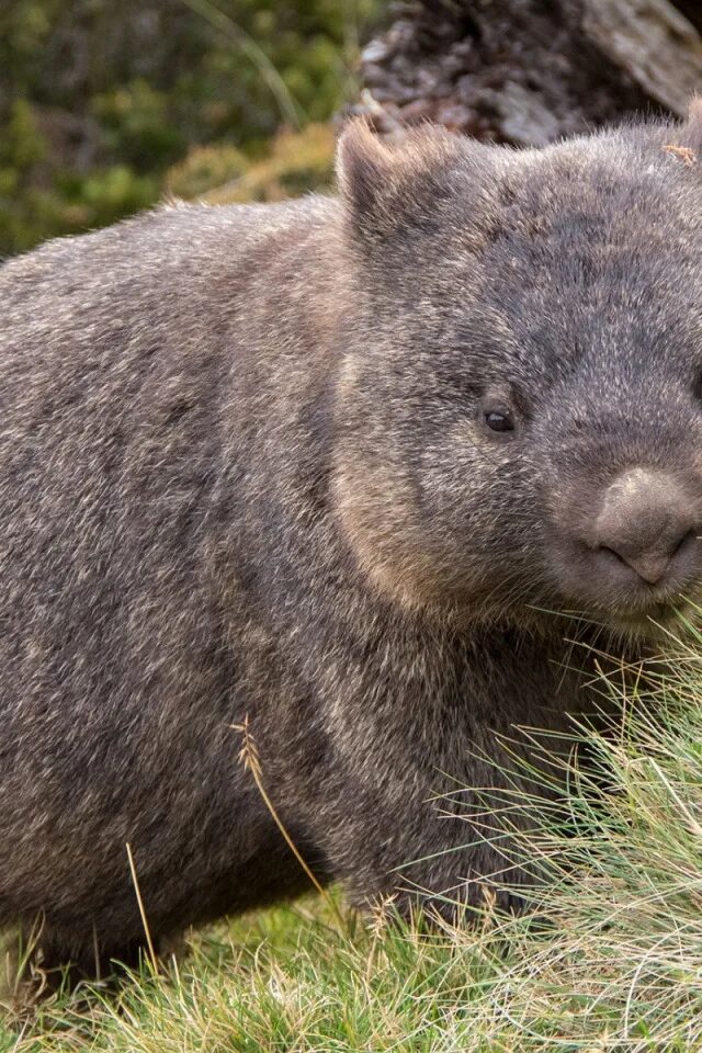 Wombat перевод. Вомбата Уорду. Вомбат в Австралии. Короткошёрстный вомбат. Медвежий вомбат.