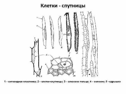 Клетки спутницы являются мертвыми