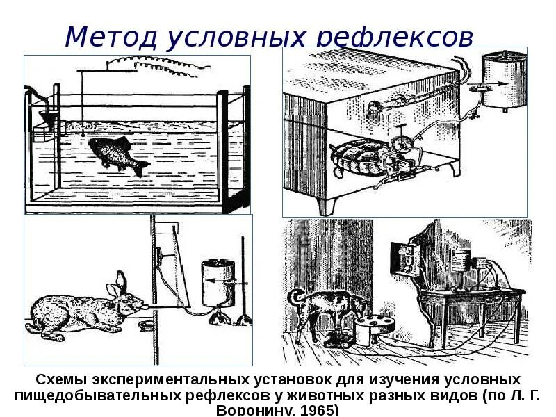 Как называется метод павлова позволивший установить. Условные рефлексы методика. Метод узловых рефлексов. Метод условных рефлексов. Условные рефлексы животных.