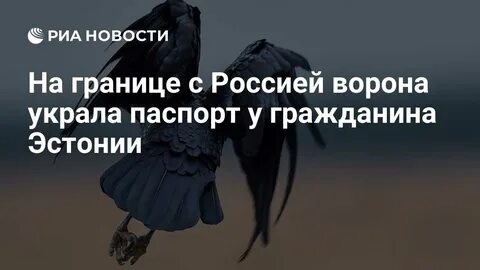 Кра ворона кража караул