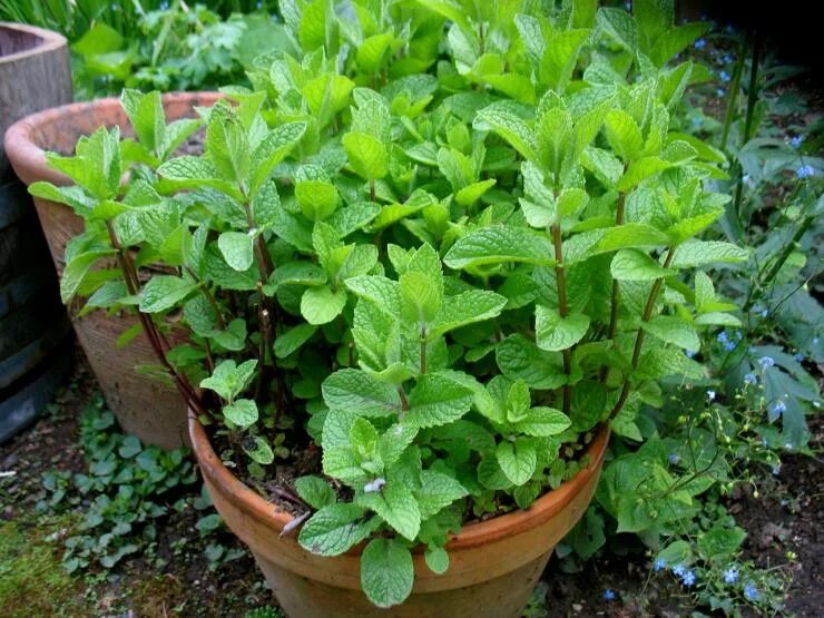 Мята перечная растение. Мята перечная куст. Мята перечная (Mentha piperita). Рассада пряных