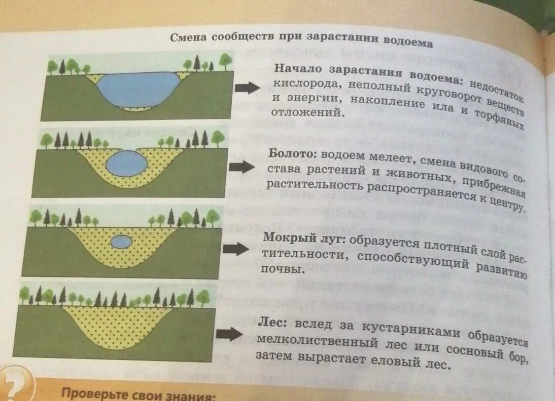 Этапы смены растительного сообщества. Процесс зарастания водоема. Стадии зарастания водоемов. Этапы зарастания озера и превращения его в болото. Этапы зарастания водоема.