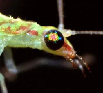 Compound eyes