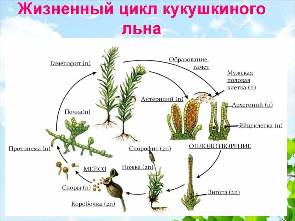 Жизненный цикл мха Кукушкин лен схема. Жизненный цикл кукушкиногольга. Жизненнцикл Кукушкин лен мох. Этапы жизненного цикла мха Кукушкин лен.