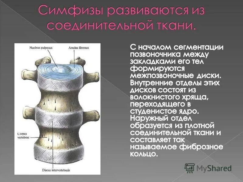 Анатомия человека учебник. Красивые конспекты по медицине. Периферическая нервная система дерматомы. Таблица эритроциты лейкоциты лейкоциты тромбоциты. Анатомия человека книга.