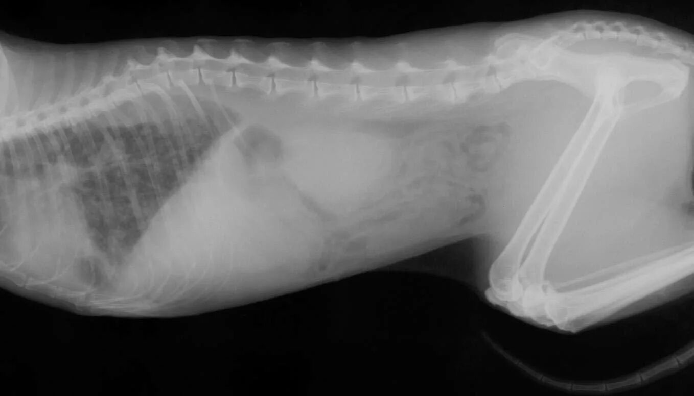 Сотрясение у собаки. Плеврит у собаки рентген. Гидроторакс у кошки рентген.