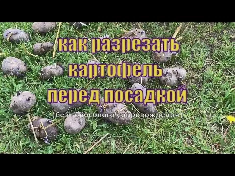 Можно разрезать картошку при посадке. Можно разрезать картошку при посадке