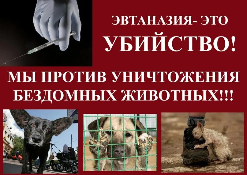 Против эвтаназии животных. Против эвтаназии бездомных животных.