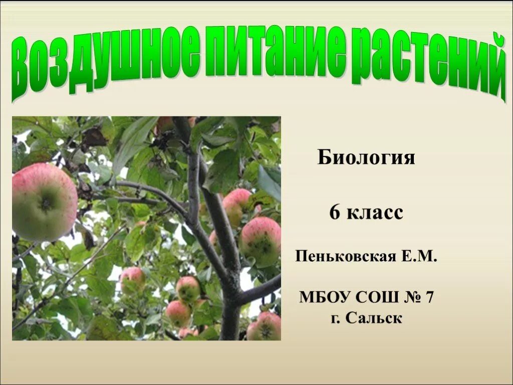 Функция воздушного питания у яблони. Воздушное питание растений 6 класс биология. питание растений 6 класс. воздушное питание растений 10 класс. схема воздушного питания растений 6 класс.