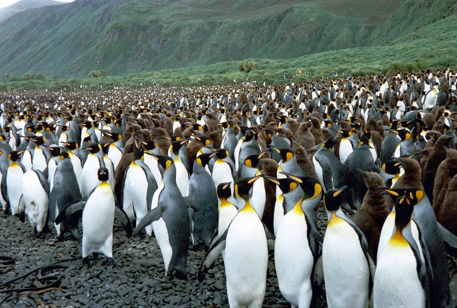 Пингвины живут на южном. Пингвин Маккуори. Пингвиний остров Австралия. Остров Маккуори. Лос Пингвинос Чили.