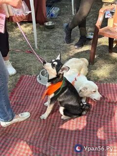Фестиваль бездомных животных