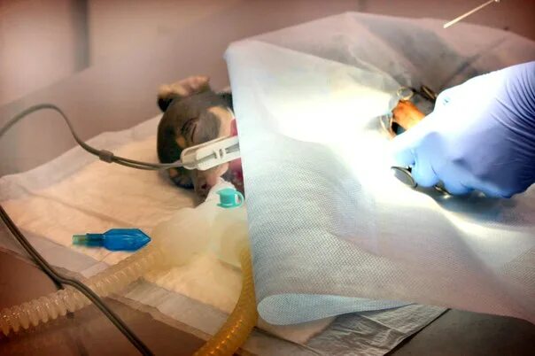 Глотан наркоз. Ингаляционный наркоз для животных. газовый наркоз в ветеринарии.