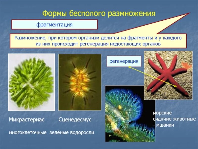 Бесполое размножение морской звезды. Фрагментация бесполое размножение примеры. Фрагментация бесполое размножение. Фрагментация размножение. Формы бесполого размножения фрагментация.