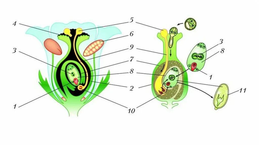 Какие половые клетки образуются в пестике. Двойное оплодотворение у покрытосеменных схема. Оплодотворение покрытосеменных растений схема. Схема двойного оплодотворения у цветковых растений 6. Схема двойного оплодотворения у цветковых растений.