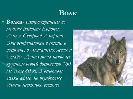Масса тела волка
