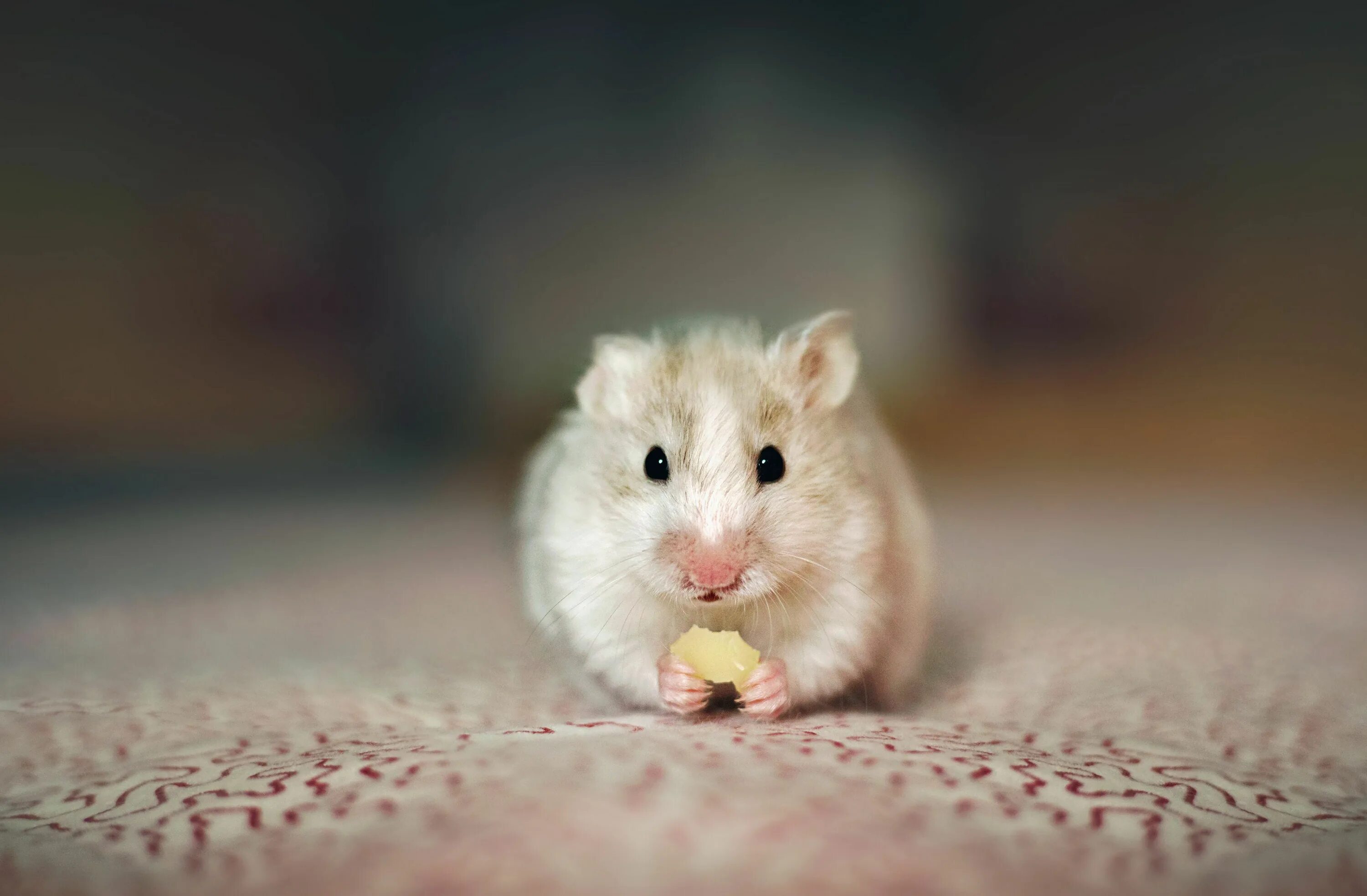 Violin hamster. Джунгарский хомячок. Джунгарский хомячок белый. Белый джунгарский хомяк. Джунгарик альбинос.