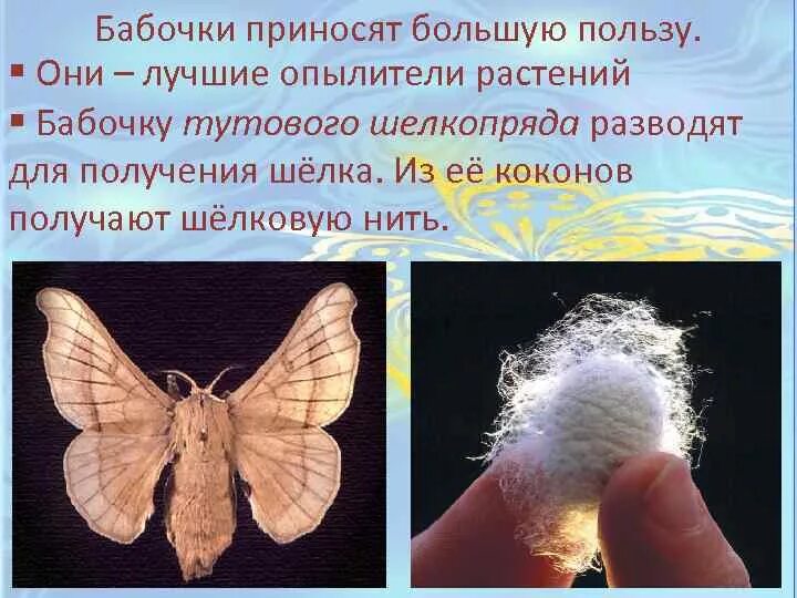 Каково значение тутового шелкопряда для хозяйственной деятельности. Шелковая нить тутового шелкопряда. тутовый шелкопряд бабочка. жизненный цикл тутового шелкопряда. схема развития тутового шелкопряда.