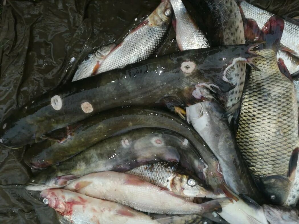 Таймень томь. Рыба в реке зея. Рыбы реки зея. Желтощек амурский. Рыбалка на реке зея амурская область.