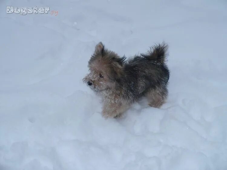 Татошка малоярославец. Тотошка рисунок. Улица фрунзе малоярославец. Татошка малоярославец. Ветклиника в малоярославце.