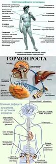 Гормон роста организма