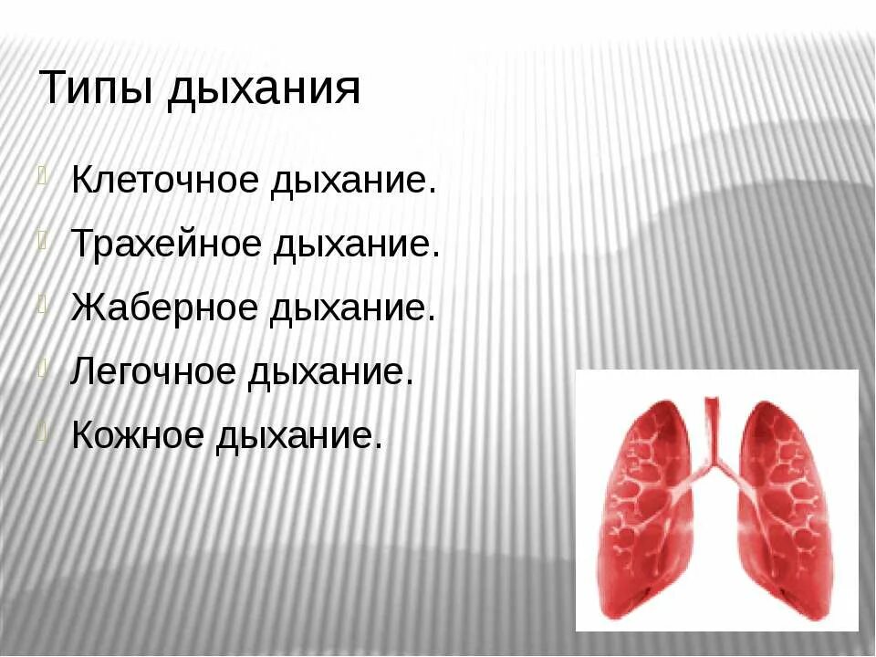 Легочный тип дыхания характерен. Легочное дыхание у животных. Типы легочного дыхания. Три типа дыхания у животных. Типы дыхания клеточное кожное трахейное жаберное легочное.