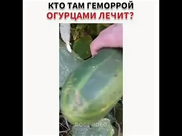 Доктор попов живой огурец. Огурец геморрой. Геморрой огурец с грядки. Доктор попов живой огурец. Доктор попов сила земли.