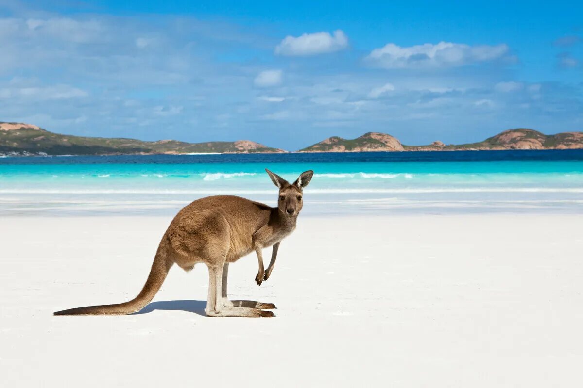 Отдых в австралии и океании. Кенгуру в Австралии. Австралия природа кенгуру. Сидней кенгуру. Континент Австралия кенгуру.