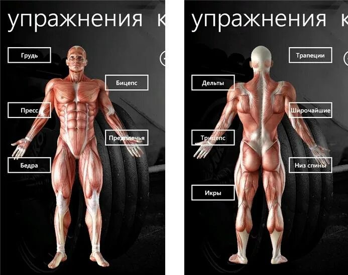 Упражнения на трапецию в тренажерном. Тренировка трапеции. упражнения на трапецию. упражнения на низ трапеции. тренировка трапециевидной мышцы.