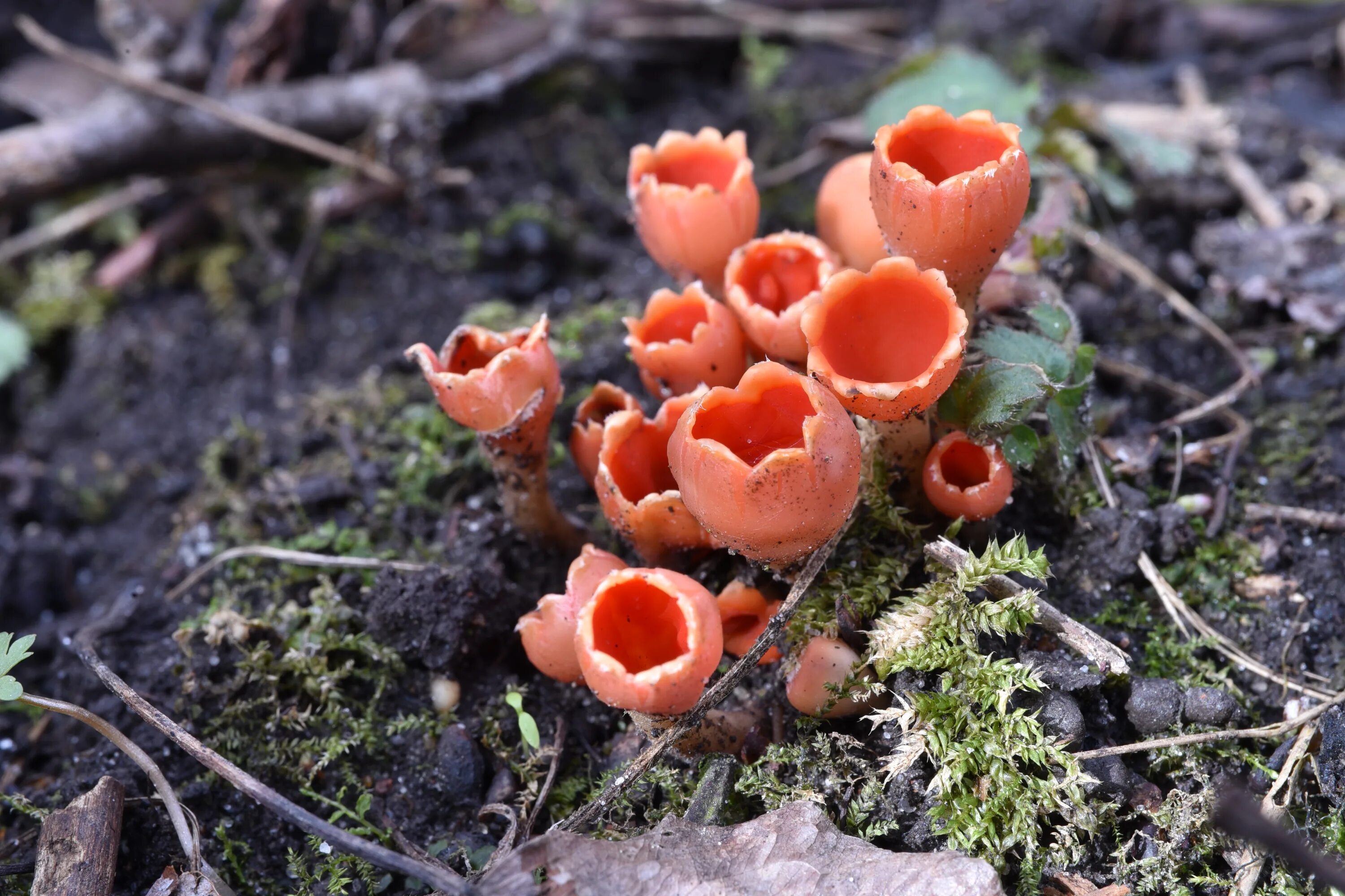 Аскомицеты грибы. Сумчатые грибы - ascomycetes. Сумчатые грибы аскомицеты. Оранжевая пецица (алеврия оранжевая. Аскомицеты грибы.