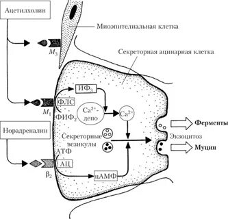 Секреция ферментов