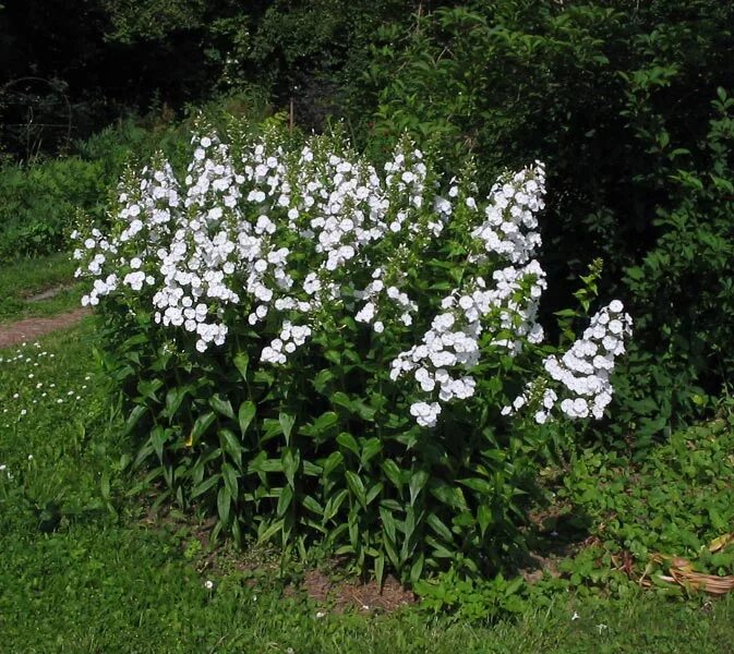 Названия белых многолетних цветов. Флокс "Schneepyramide". Флокс метельчатый Шнеепирамиде. Высокорослые метельчатые Флоксы. Флоксы высокорослые.