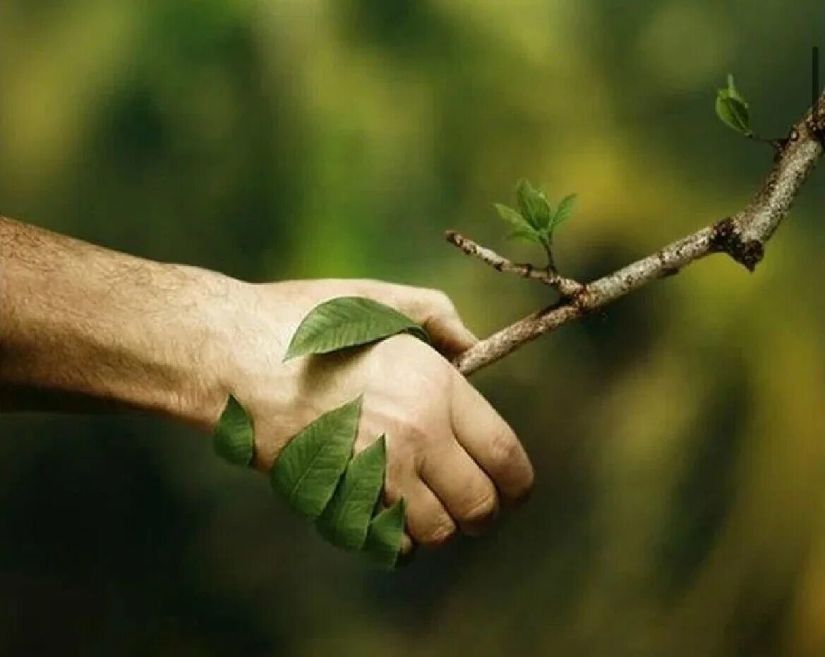 Все мы живем природе. Защита природы. Забота о природе. Спасем природу. Дерево в ладонях.