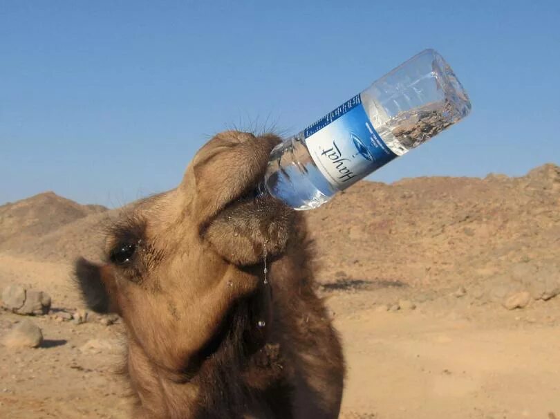 Верблюд пьет воду. Смешной верблюд. Пьющий верблюд. Верблюд пьющий воду.