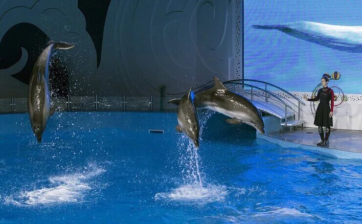 Дельфинарий грозный. Грозненский дельфинарий. Парк аттракционов. Парк дельфинарий в Грозном. Дельфинариум в Грозном. Грозненский дельфинарий в Чечне.
