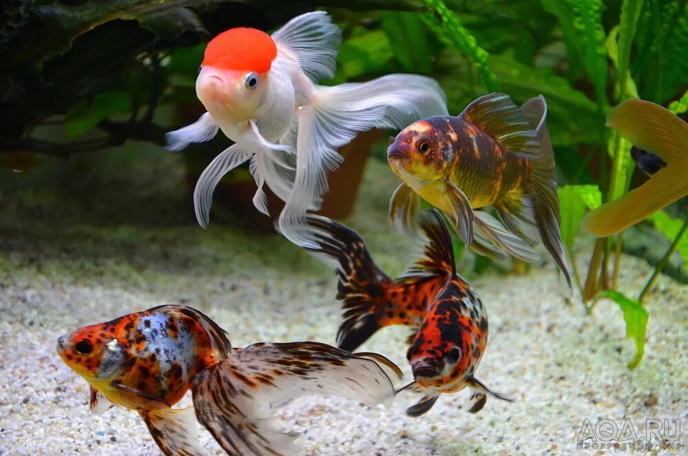 Аквариумные без рыбки фото 8 Best Aquarium Air Stones & Bubblers To Buy in 2021 Idées d'aquarium, Aquarium,