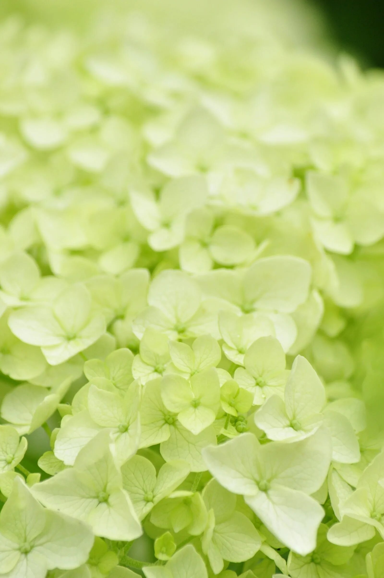 Моника анафония зеленые цветы. Зеленые цветы. Грин флауэрс. Нежно зеленый цвет. Салатовые обои.