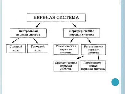 Схема нервной системы 8 класс