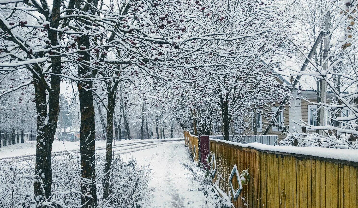 Ранняя зима в городе. Деревья под снегом. Фон зима. Максатиха зимой.