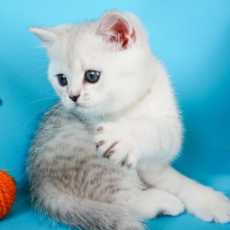 скоттиш страйт хосико. британские котята медвежьего типа. плюшевые котята порода. американский экзот. плюшевая порода котов.