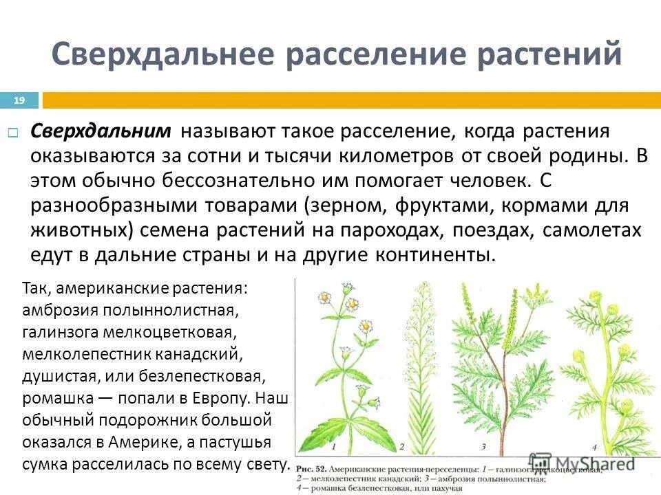 расселение животных и растений. презентация животные и семена. расселение и распространение растений. биология викторов. как грибы расселяются.