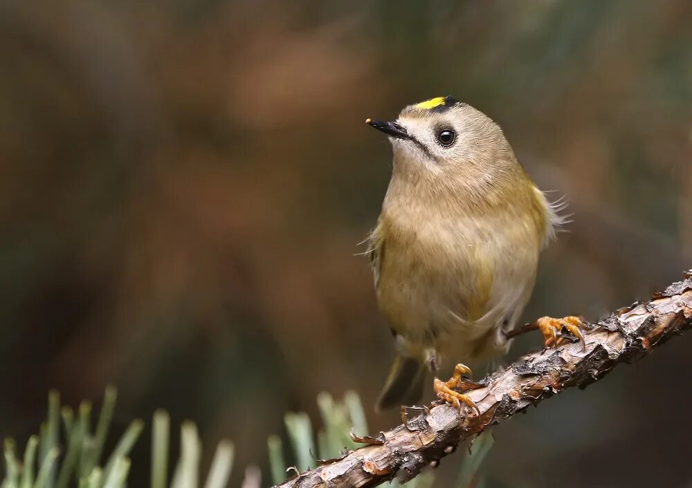 Масковая сипуха. Яйца сипухи. Желтоголовый королек самец. Свинцовый королек. Птица королёк в крыму.