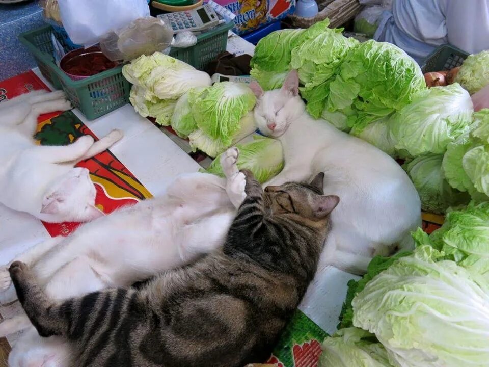 Кот в капусте. Кот с капустой. коты в капусте. кот на рынке. кошачья капуста.