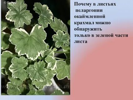 Герань описание листьев