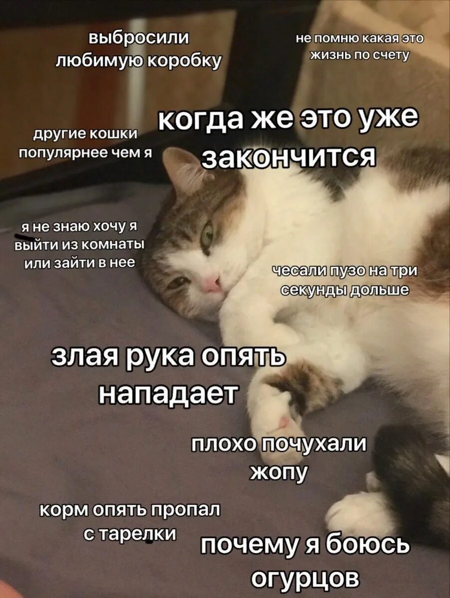 Котики хорошие лишнего текст