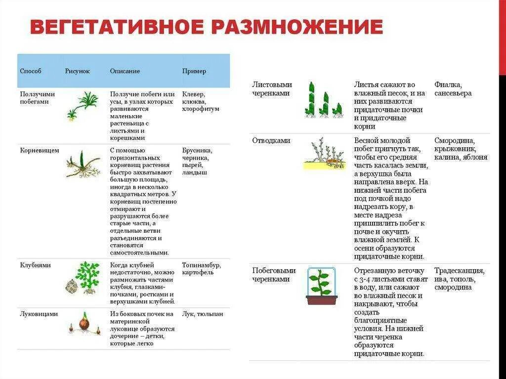 Способы вегетативного размножения растений. Способы вегетативного размножения таблица. Способы вегетативного размножения растений таблица с примерами. Способы вегетативного размножения растений с примерами.