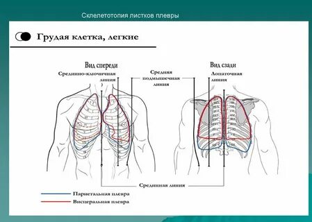 Плевральной полости грудная клетка